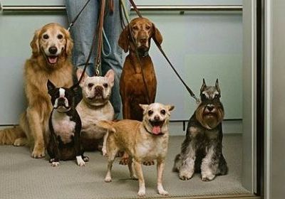 VIETATO VIETARE I CANI NEI CONDOMINI