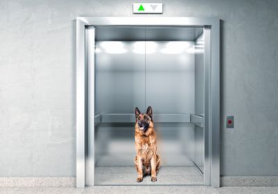 IL CANE IN ASCENSORE? ANCHE NO! CI SONO LE SCALE